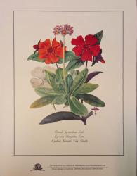 Illustration from the Bulletin of Russian Gardening